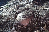Agaricus lilaceps image