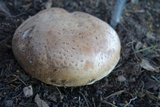 Agaricus lilaceps image