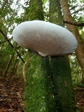 Hexagonia variegata image