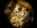 Polyporus cryptopus image