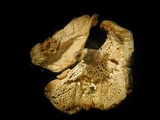 Polyporus cryptopus image