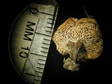 Polyporus cryptopus image