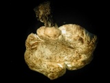 Polyporus cryptopus image