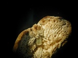 Polyporus cryptopus image
