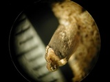 Polyporus cryptopus image
