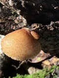 Crepidotus mollis image