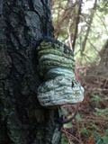 Phellinus igniarius image