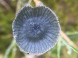 Arrhenia chlorocyanea image