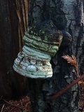 Phellinus igniarius image