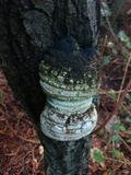 Phellinus igniarius image