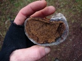 Phellinus igniarius image