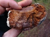 Phellinus igniarius image