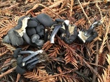 Entoloma subviduense image