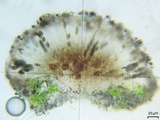 Buellia jugorum image