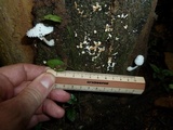 Leucocoprinus cretaceus image