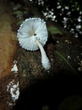 Leucocoprinus cretaceus image