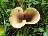 Hohenbuehelia petaloides image
