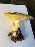 Floccularia albolanaripes image