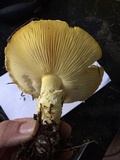 Floccularia albolanaripes image