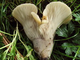 Hohenbuehelia petaloides image