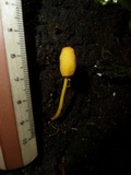 Leucocoprinus brunneoluteus image