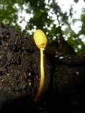 Leucocoprinus brunneoluteus image