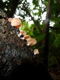 Pleurotus djamor image