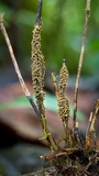 Glomus coremioides image