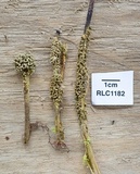 Glomus coremioides image