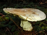 Catathelasma ventricosum image