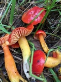 Hygrocybe splendidissima image