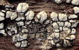 Xylobolus frustulatus image