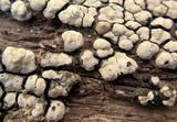 Xylobolus frustulatus image