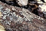 Xylobolus frustulatus image