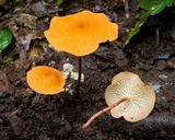Marasmius cladophyllus image