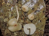 Polyporus tricholoma image