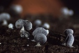 Physarum compressum image