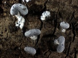 Physarum compressum image