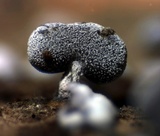 Physarum compressum image
