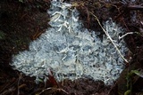 Hydnopolyporus fimbriatus image