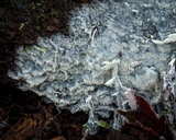 Hydnopolyporus fimbriatus image