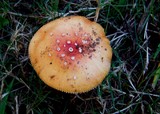Amanita parcivolvata image