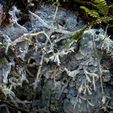 Hydnopolyporus fimbriatus image