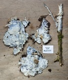 Hydnopolyporus fimbriatus image