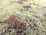 Psilocybe montana image