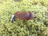 Psilocybe montana image