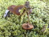 Psilocybe montana image