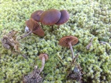 Psilocybe montana image