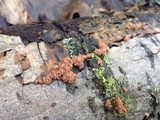 Craterocolla cerasi image