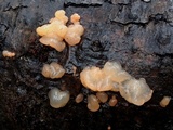 Craterocolla cerasi image